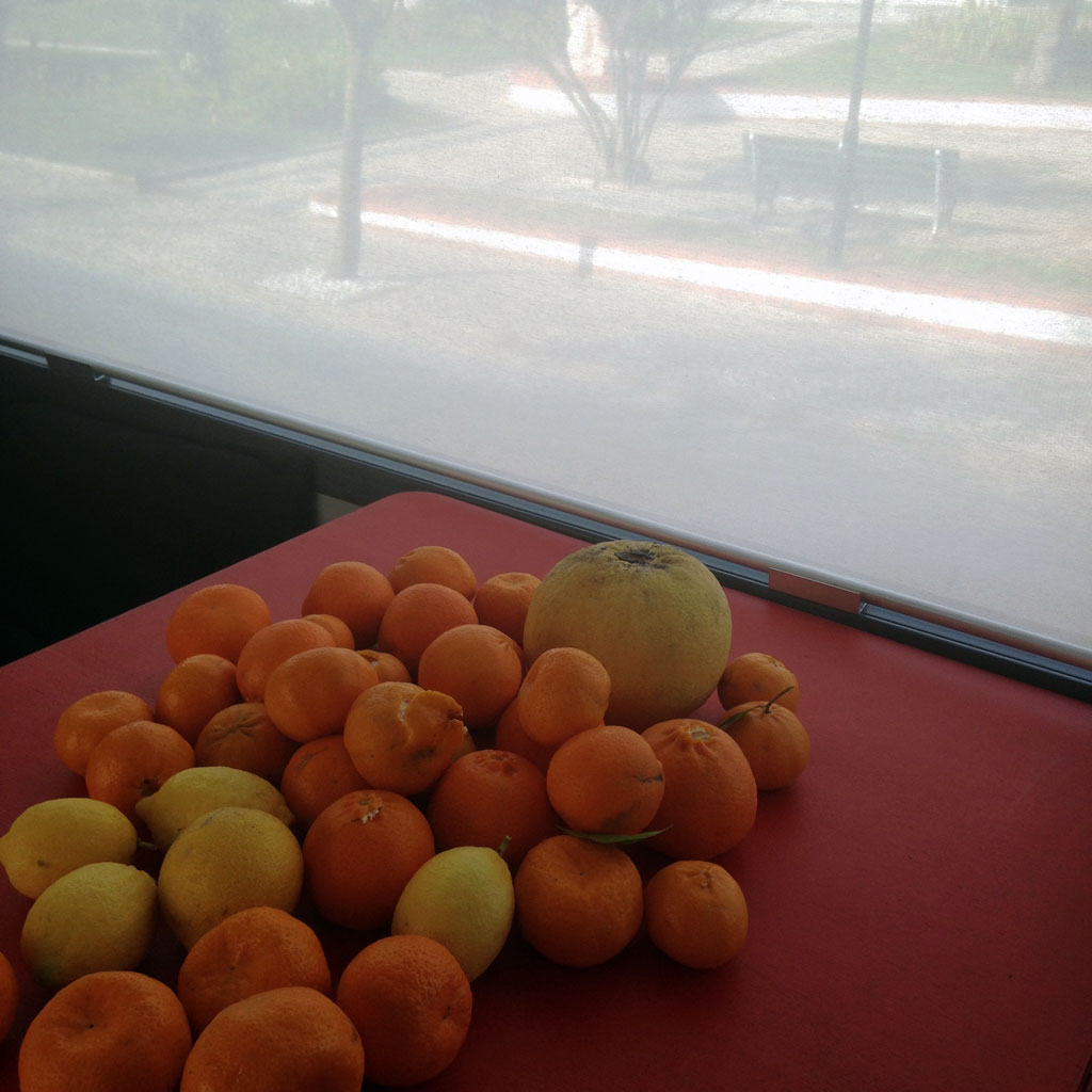 citrons, oranges et pamplemousses à Aljustrel